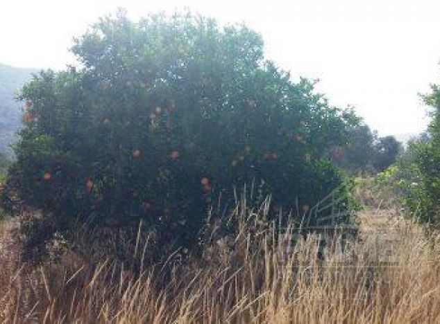 Ziemia w rejonie Larnaca (Agios Theodoros) na sprzedaż