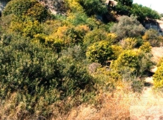 Ziemia w rejonie Larnaca (Skarinou) na sprzedaż