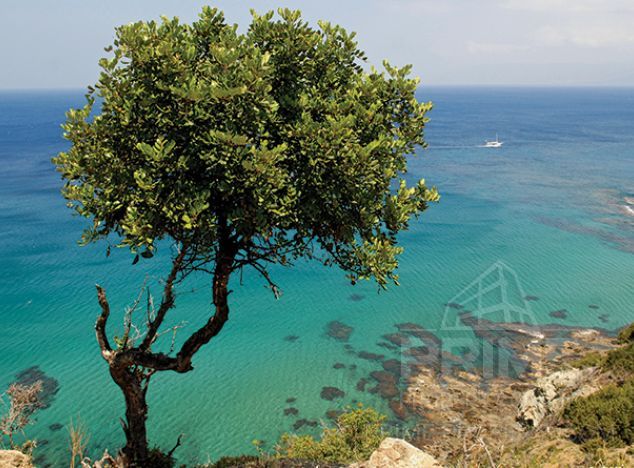 Ziemia w rejonie Paphos (Pegeia) na sprzedaż